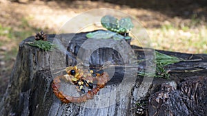 Wonderful vintage  Baltic yellow handmade amber brooch in the form of flower and orange necklace lie on the old tree stump.