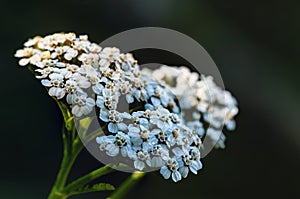Wonderful white flower of Yarrow in dew
