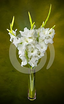 Wonderful white Gladiolus also known as Sword lily