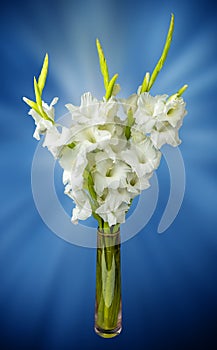 Wonderful white Gladiolus also known as Sword lily