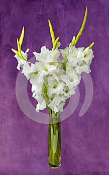 Wonderful white Gladiolus also known as Sword lily