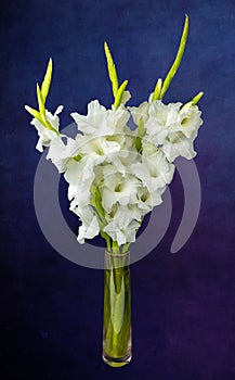 Wonderful white Gladiolus also known as Sword lily