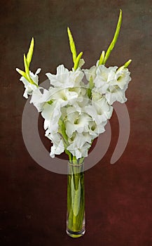 Wonderful white Gladiolus also known as Sword lily