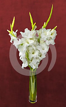 Wonderful white Gladiolus also known as Sword lily