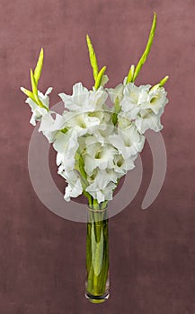 Wonderful white Gladiolus also known as Sword lily