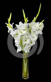 Wonderful white Gladiolus also known as Sword lily