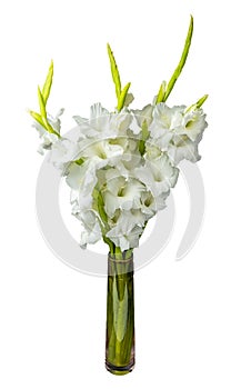 Wonderful white Gladiolus also known as Sword lily