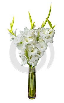 Wonderful white Gladiolus also known as Sword lily
