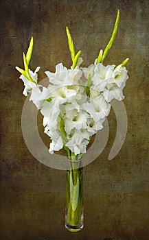 Wonderful white Gladiolus also known as Sword lily