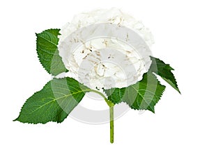 Wonderful white hydrangea