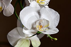 Wonderful white Phalaenopsis orchid flower on a dark neutral background. Close-up