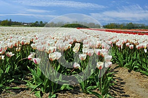Wonderful white and pink tulips