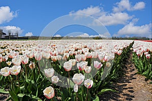 Wonderful white and pink tulips