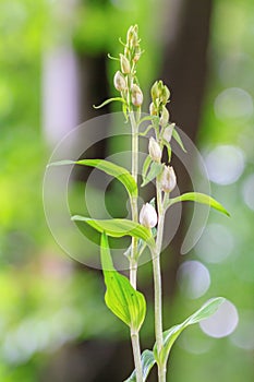 Wonderful White Wildlife Orchid