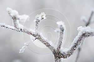 Wonderful white winter landscape with branches of trees covered by snow