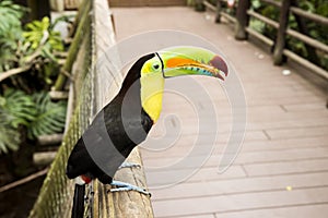 Wonderful Wildlife Landscapes at Ukumari Biopark in Pereira, Colombia. photo