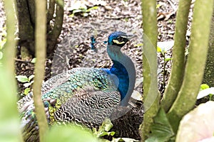 Wonderful Wildlife Landscapes at Ukumari Biopark in Pereira, Colombia. photo