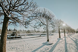 Wonderful winter alley with trees on a sunny day