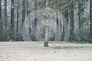 Wonderful winter forest with snow. Beautiful colors of the cold season, romantic scenery. Amazing nature landscape