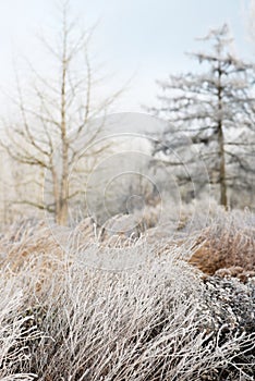Wonderful winter landscape with frozen brown dry grass with ice crystals at snow covered, sun lit forest background.