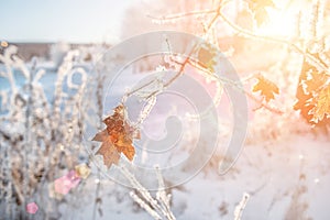 Wonderful winter landscape with one leaf on a tree covered with frost on a bright Sunny day. Christmas day