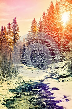 Wonderful winter landscape. snow covered pine tree over the mountain river under sunlight