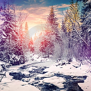 Wonderful winter landscape. snow covered pine tree over the mountain river under sunlight.