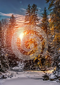 Wonderful winter landscape. snow covered pine tree over the mountain river under sunlight.