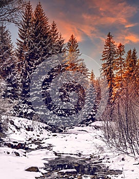 Wonderful winter landscape. snow covered pine tree over themountain river under sunlight