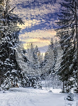 Wonderful winter landscape. snow covered pine treer under sunligt . wonderful, amazing view. christmas holiday concept.