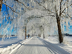 A wonderful winter landscape with a snowy dirt road, a forest with snow-white birches. Strong frost in sunlight.