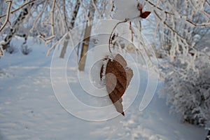 Wonderful winter landscapes, forests, fields, town ,details ...