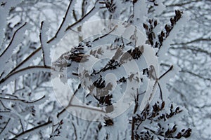 Wonderful winter landscapes, forests, fields, town ,details ...