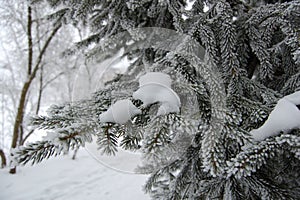 Wonderful winter landscapes, forests, fields, town ,details ...