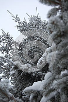 Wonderful winter landscapes, forests, fields, town ,details ...