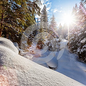 Wonderful wintry landscape. Winter mountain forest. frosty trees under warm sunlight. picturesque nature scenery