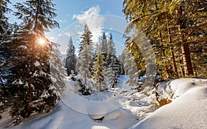 Wonderful wintry landscape. Winter mountain forest. frosty trees under warm sunlight. picturesque nature scenery