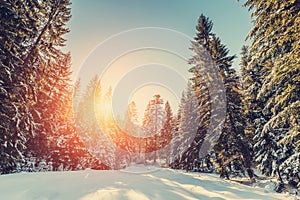 Wonderful wintry landscape. Winter mountain forest. frosty trees under warm sunlight. picturesque nature scenery