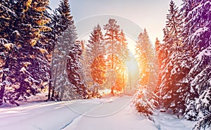 Wonderful wintry landscape. Winter mountain forest. frosty trees under warm sunlight. picturesque nature scenery. creative