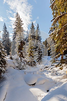 Wonderful wintry landscape. Winter mountain forest. frosty trees under warm sunlight. picturesque nature scenery. creative