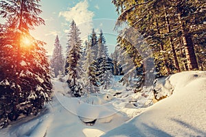 Wonderful wintry landscape. Winter mountain forest. frosty trees under warm sunlight. picturesque nature scenery. creative