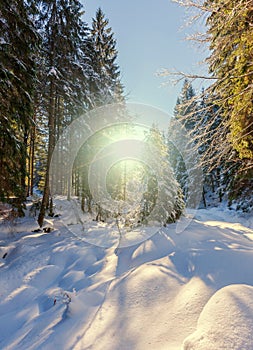 Wonderful wintry landscape. Winter mountain forest. frosty trees under warm sunlight. picturesque nature scenery. creative