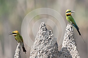 The wonderful world of birds photo