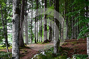 The shadows of the night on the forest in spring