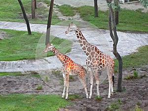 Wonderful World of Two Giraffes