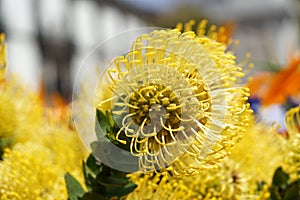Wonderful yellow protea