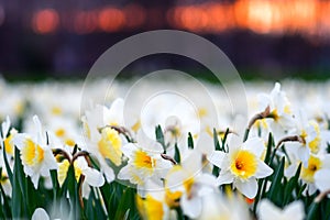 Wonderful yellow and white daffodil flower, narcissus, spring perennial flower