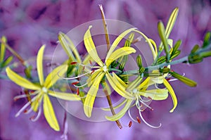 The wonderful yellow wild flowers on branch with green buds and pink blur background.