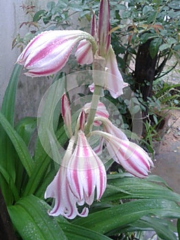 Wonderfull flower in my garden