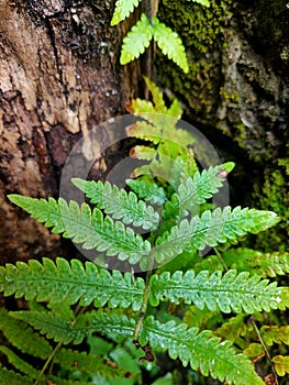 The wonderfull Green plant after rain